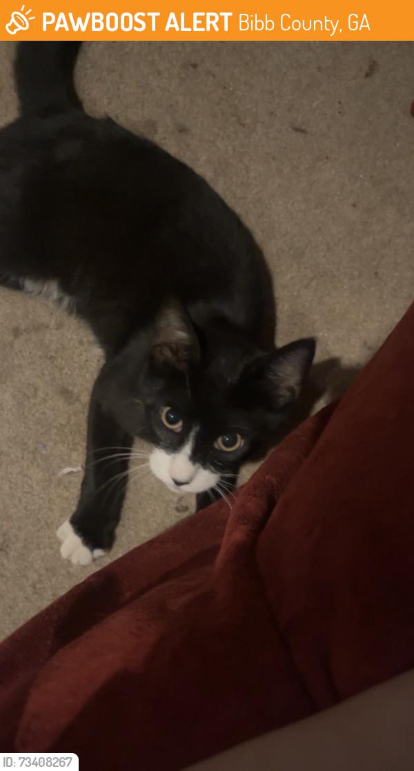 Found/Stray Male Cat last seen Across the street from Porter Elementary School, Bibb County, GA 31216