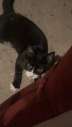 Found/Stray Male Cat last seen Across the street from Porter Elementary School, Bibb County, GA 31216