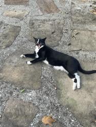 Lost Male Cat last seen Highwood ests neighborhood behind McDonald, Chattanooga, TN 37415