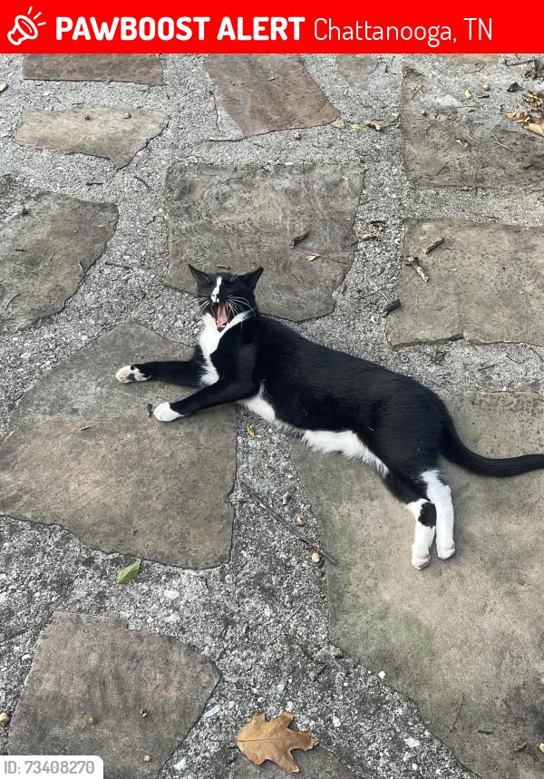 Lost Male Cat last seen Highwood ests neighborhood behind McDonald, Chattanooga, TN 37415