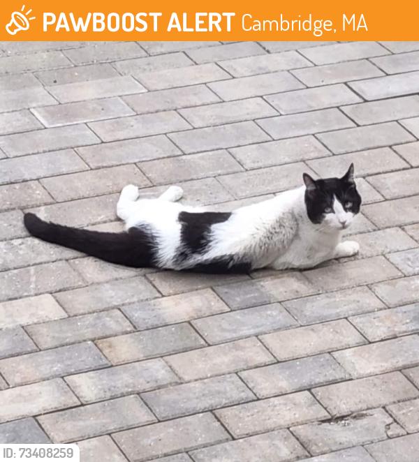 Found/Stray Unknown Cat last seen Inman Square , Prospect Street, Cambridge, MA 02139