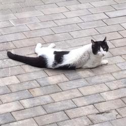 Found/Stray Unknown Cat last seen Inman Square , Prospect Street, Cambridge, MA 02139