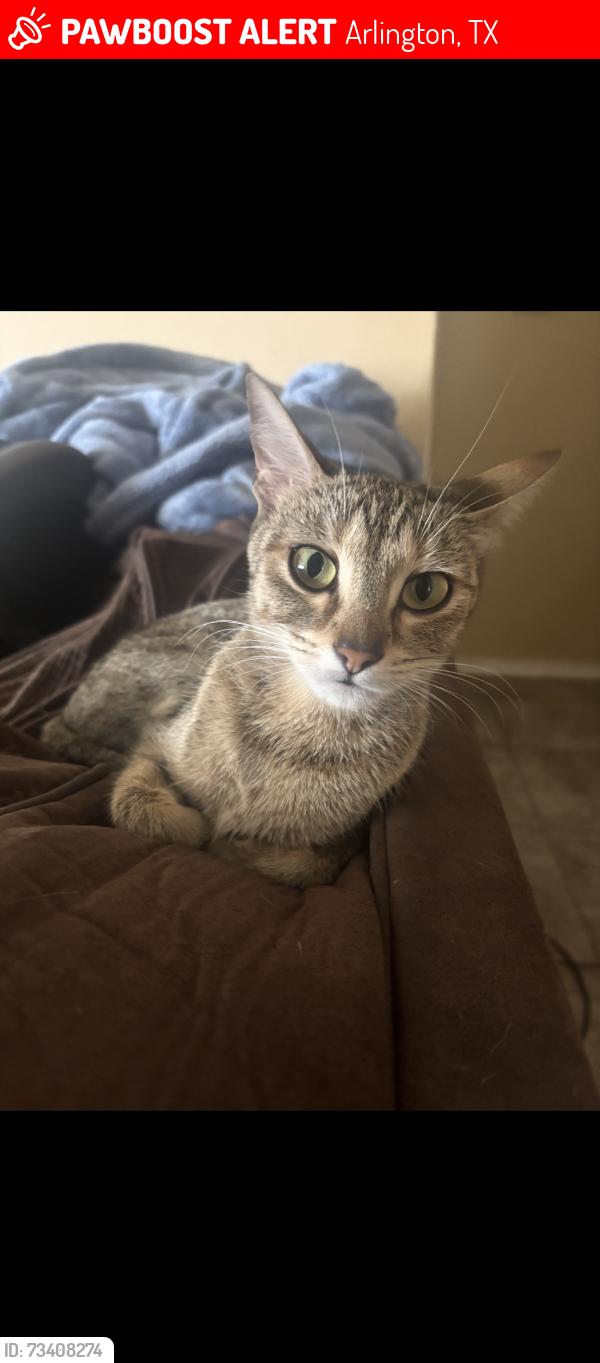 Lost Female Cat last seen Middle of Inglewood ln, Arlington, TX 76016