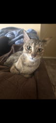 Lost Female Cat last seen Middle of Inglewood ln, Arlington, TX 76016