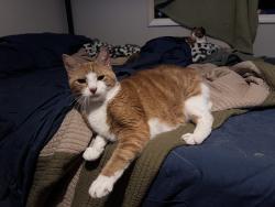 Lost Female Cat last seen Adams @ Choctaw @ S French Broad, Asheville, NC 28801