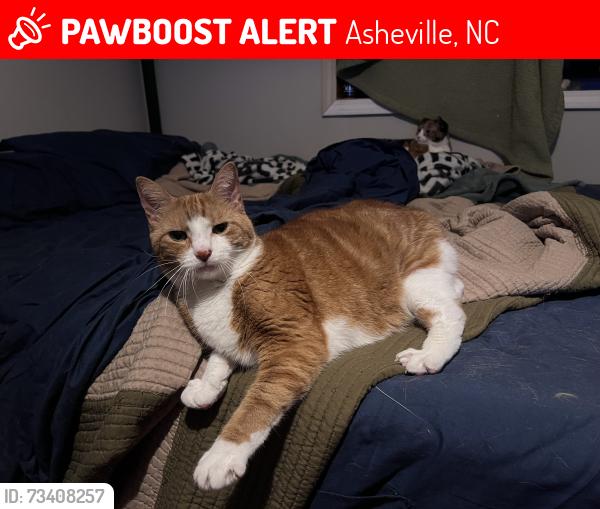 Lost Female Cat last seen Adams @ Choctaw @ S French Broad, Asheville, NC 28801