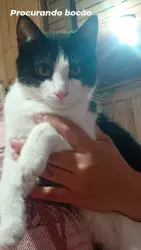 Lost Male Cat last seen Lagoa do parque oasis, Nossa Senhora do Rosário, RS 95045-290