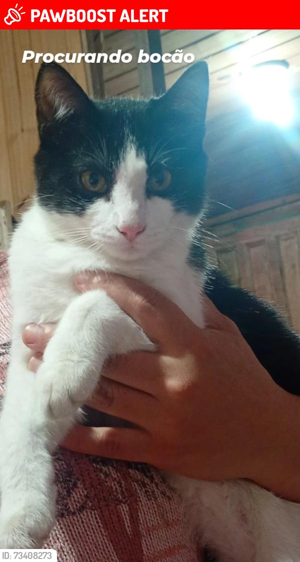 Lost Male Cat last seen Lagoa do parque oasis, Nossa Senhora do Rosário, RS 95045-290