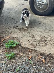Found/Stray Unknown Cat last seen Clarks creek, Lincolnton, NC 28092