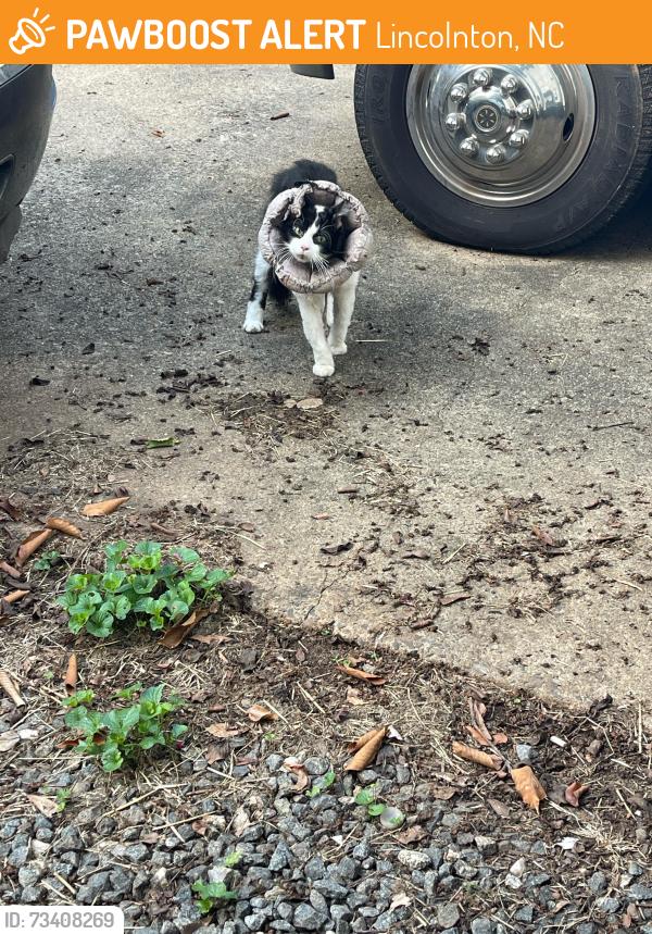 Found/Stray Unknown Cat last seen Clarks creek, Lincolnton, NC 28092