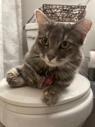 Lost Female Cat last seen Alton elementary, Alton, TX 78573
