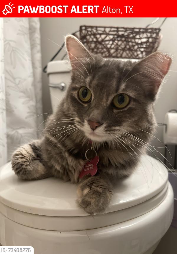 Lost Female Cat last seen Alton elementary, Alton, TX 78573