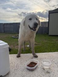 Found/Stray Male Dog last seen Beasly, TX, Beasley, TX 77417