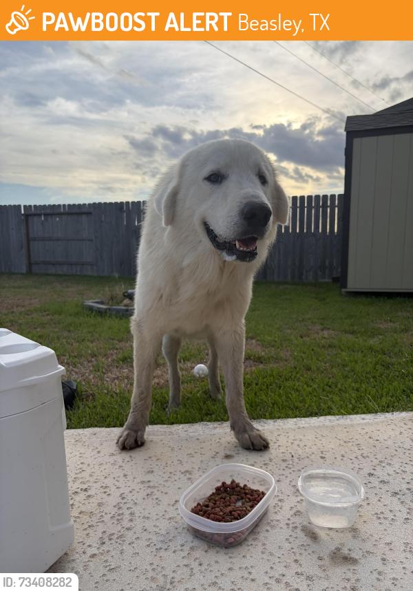 Found/Stray Male Dog last seen Beasly, TX, Beasley, TX 77417