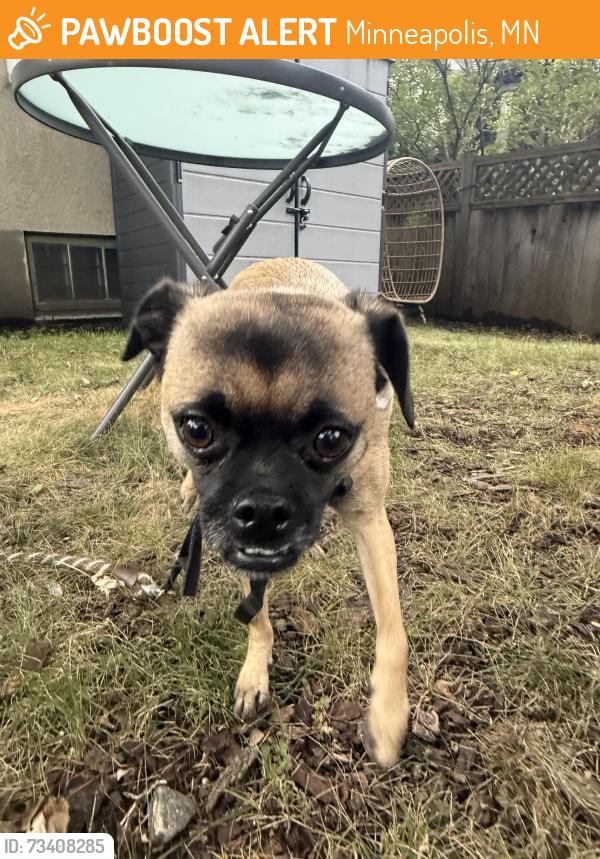 Found/Stray Female Dog last seen HD laundry, Minneapolis, MN 55406