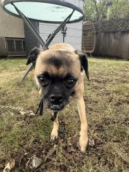 Found/Stray Female Dog last seen HD laundry, Minneapolis, MN 55406