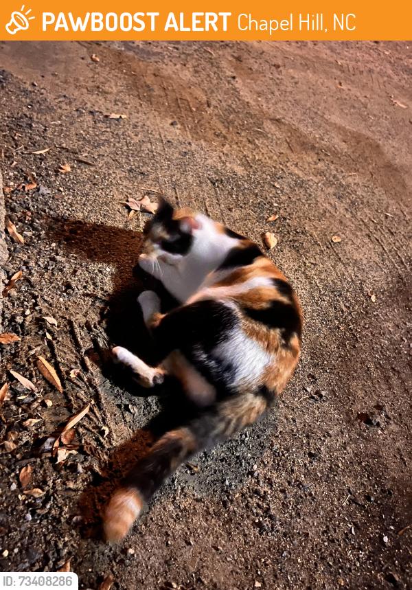Found/Stray Unknown Cat last seen Misty woods circle, Chapel Hill, NC 27514