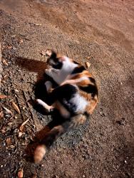 Found/Stray Unknown Cat last seen Misty woods circle, Chapel Hill, NC 27514
