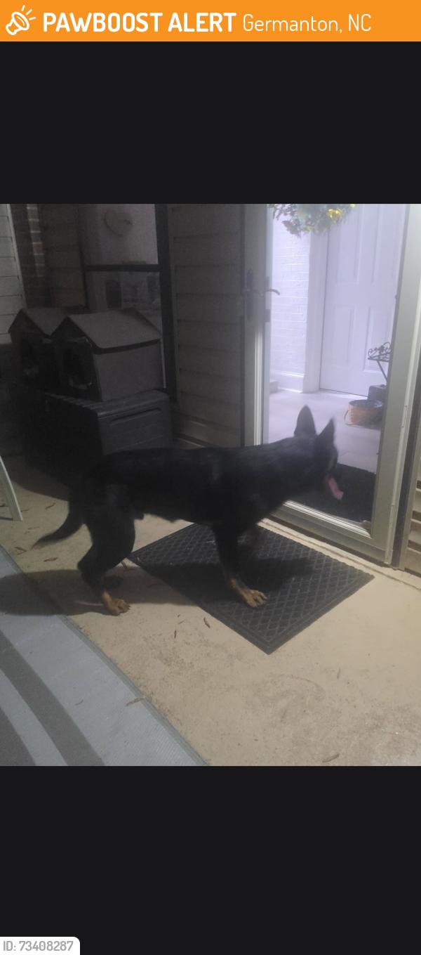 Found/Stray Male Dog last seen Near the park on 8, Germanton, NC 27019