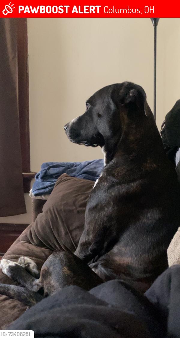 Lost Male Dog last seen East Long St., Columbus, OH 43203