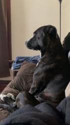 Lost Male Dog last seen East Long St., Columbus, OH 43203