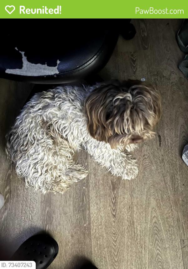 Reunited Female Dog last seen E 49th St, San Bernardino, CA, USA, San Bernardino, CA 92404