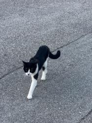 Reunited Male Cat last seen 60th street north & 82nd Ave north, Pinellas Park, FL 33781