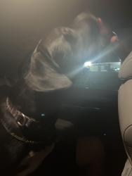 Found/Stray Male Dog last seen 8th street and US1 intersection, Daytona Beach, FL 32117