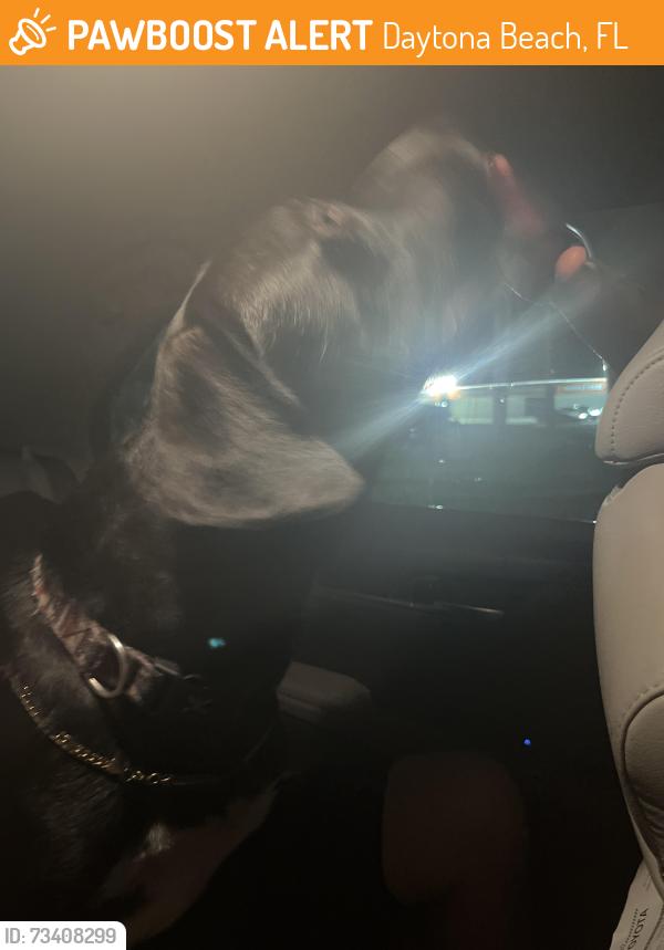 Found/Stray Male Dog last seen 8th street and US1 intersection, Daytona Beach, FL 32117
