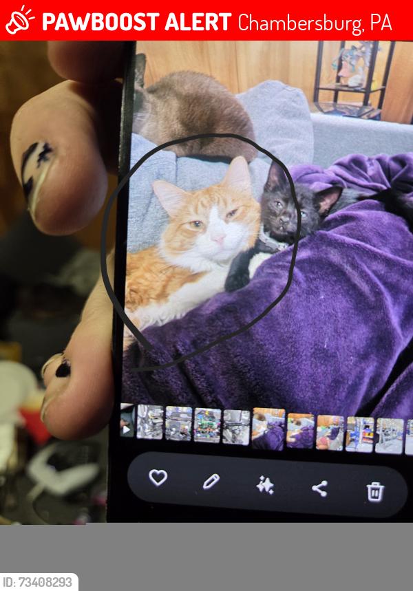 Lost Male Cat last seen Sheetz on greenvillage, Chambersburg, PA 17202