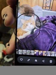 Lost Male Cat last seen Sheetz on greenvillage, Chambersburg, PA 17202