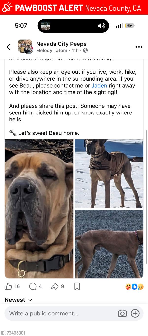 Lost Male Dog last seen Graniteville Rd, Nevada County, CA 95959