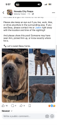 Lost Male Dog last seen Graniteville Rd, Nevada County, CA 95959