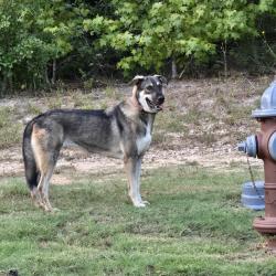 Found/Stray Unknown Dog last seen Near and 249, Magnolia, TX 77354