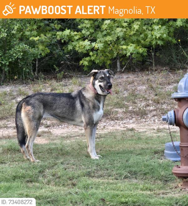 Found/Stray Unknown Dog last seen Near and 249, Magnolia, TX 77354