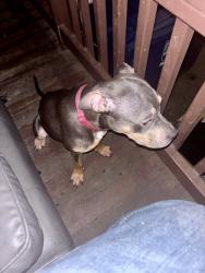 Lost Female Dog last seen Popeyes, Toledo, OH 43606