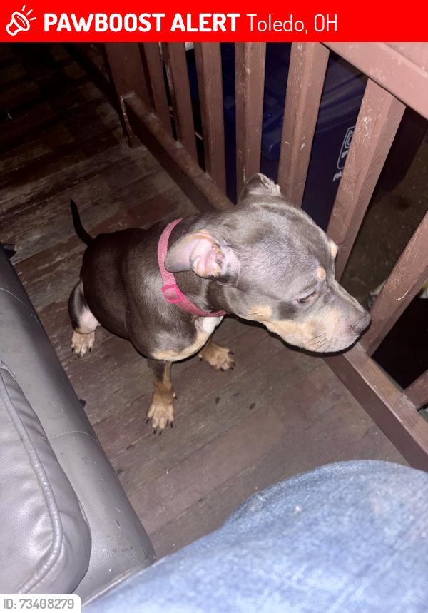 Lost Female Dog last seen Popeyes, Toledo, OH 43606
