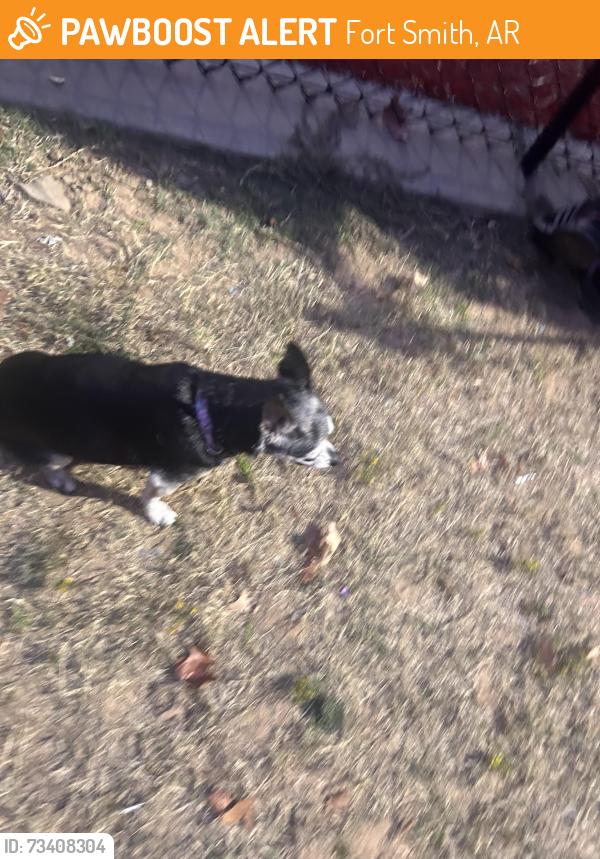 Found/Stray Female Dog last seen Dodson ave, Fort Smith, AR 72901