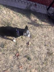 Found/Stray Female Dog last seen Dodson ave, Fort Smith, AR 72901