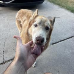 Found/Stray Male Dog last seen Near E Dawson Ln, Mission, TX 78574