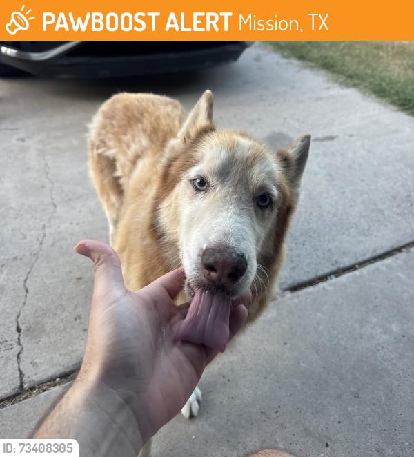 Found/Stray Male Dog last seen Near E Dawson Ln, Mission, TX 78574