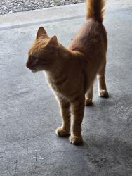 Found/Stray Male Cat last seen Lazy creek dr, Tyler, TX 75701
