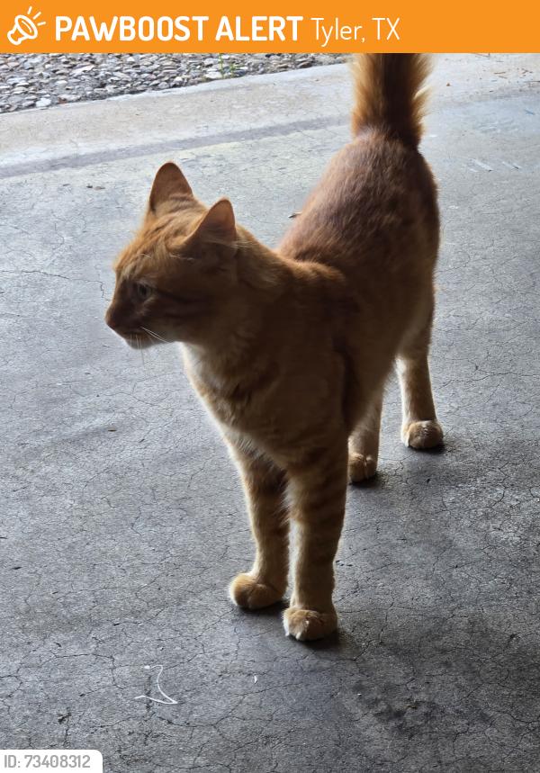 Found/Stray Male Cat last seen Lazy creek dr, Tyler, TX 75701