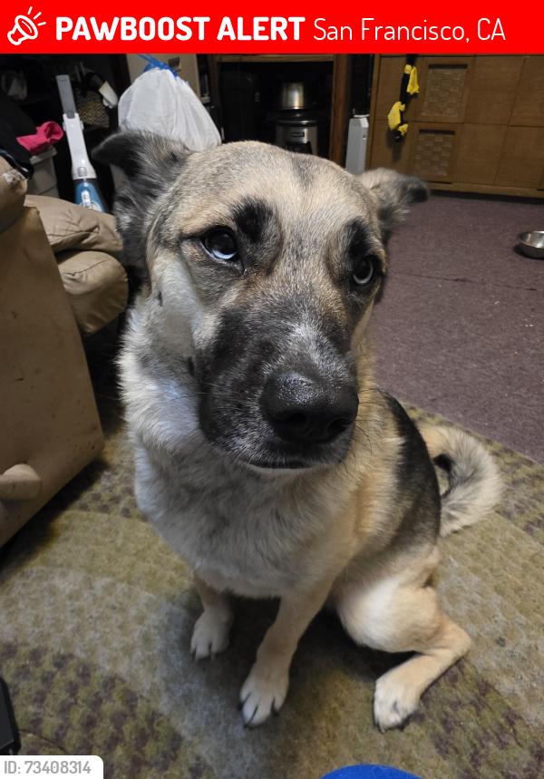 Lost Female Dog last seen Lane and Newcomb Ave, San Francisco, CA 94124