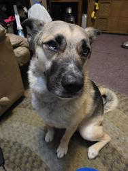 Lost Female Dog last seen Lane and Newcomb Ave, San Francisco, CA 94124