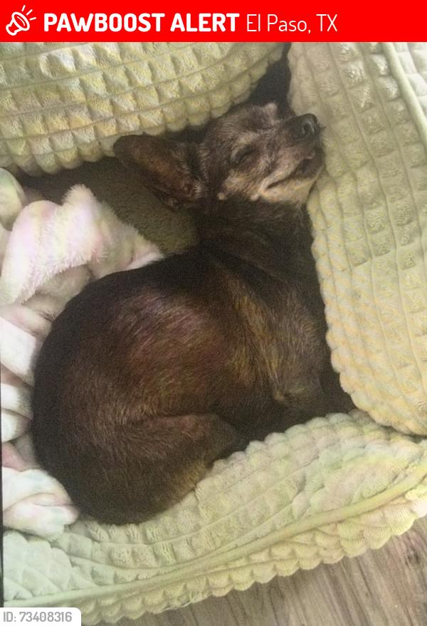Lost Female Dog last seen Near envoy way, El Paso, TX 79907