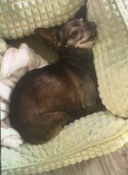 Lost Female Dog last seen Near envoy way, El Paso, TX 79907