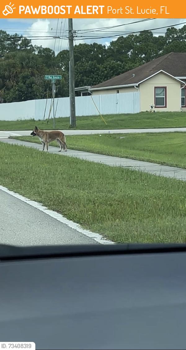 Found/Stray Unknown Dog last seen Mackenzie and Del rio, Port St. Lucie, FL 34953