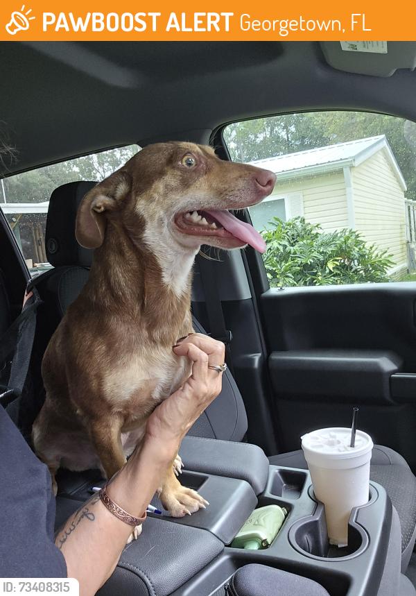 Found/Stray Male Dog last seen CR 308, Georgetown, FL 32139