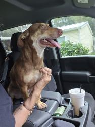 Found/Stray Male Dog last seen CR 308, Georgetown, FL 32139
